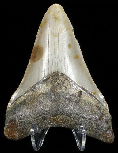 Bargain, Megalodon Tooth - North Carolina #65700